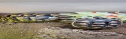 Hermann Tortoise reptiles for sale: Two Herman tortoises  in Salford - Advert 4