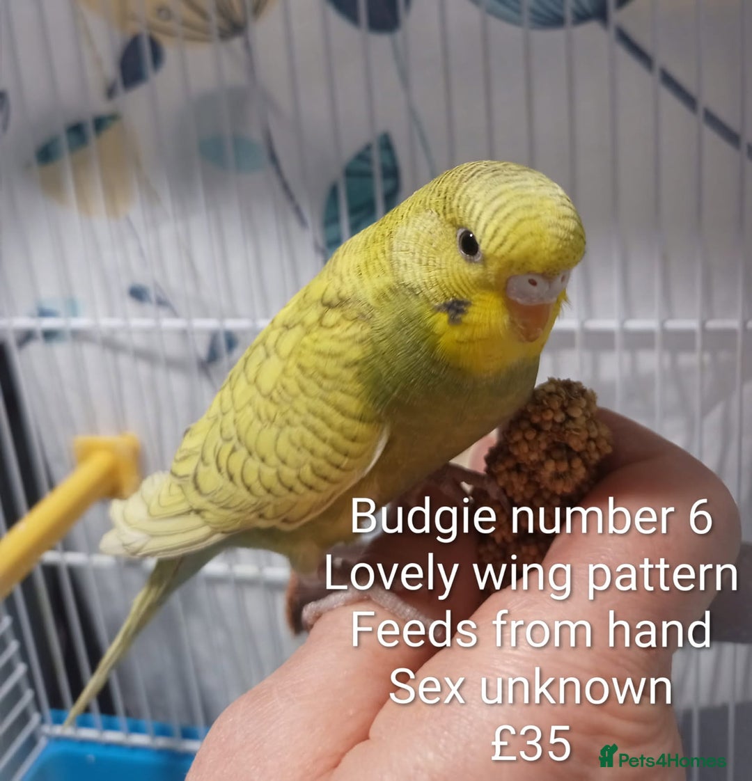 Budgerigars birds for sale: Superb home bred beautifully coloured baby budgies - Image 14
