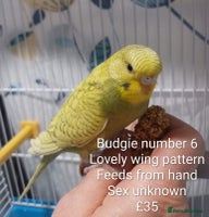 Budgerigars birds - Advert 10
