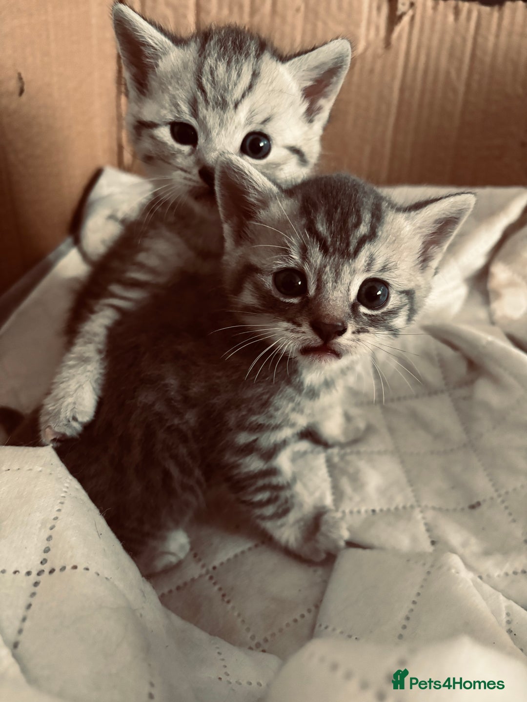 British Shorthair cats for sale: Silver tipped British Shorthair kittens  - Image 18