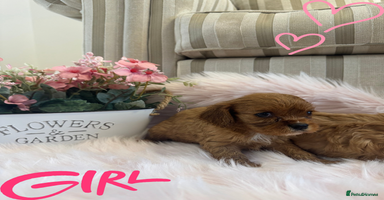Cavalier King Charles Spaniel dogs - Advert 3