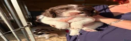 English Springer Spaniel dogs for sale: KC Springer Spaniel Pups - Advert 12
