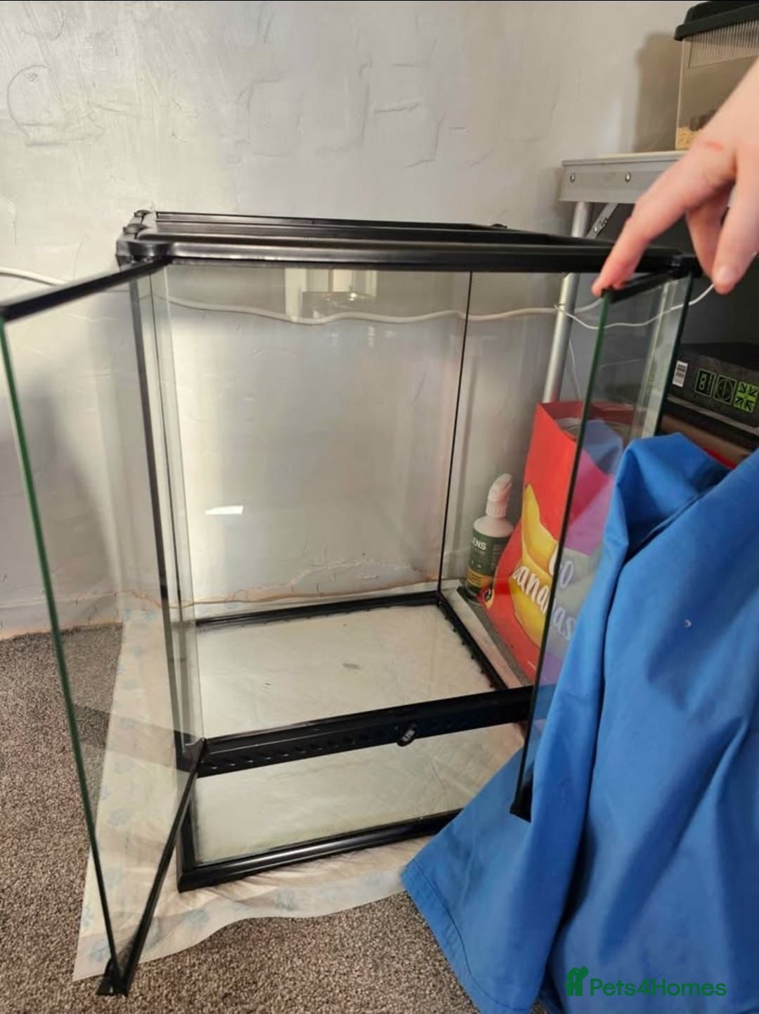 Gecko reptiles for sale: Lilly white crested gecko - Advert 3