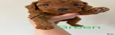 Green collar puppy