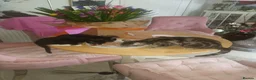 Mixed Breed cats for sale: Mum is siamese cross Bengal  - Advert 1