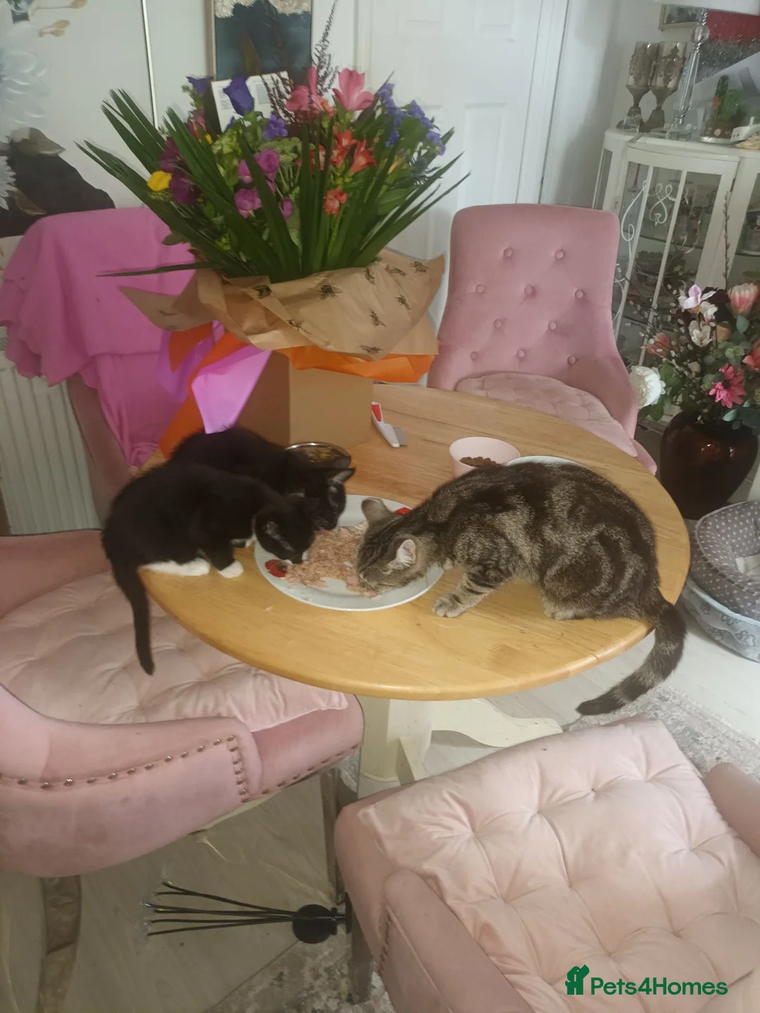 Mixed Breed cats for sale: Mum is siamese cross Bengal  - Advert 1