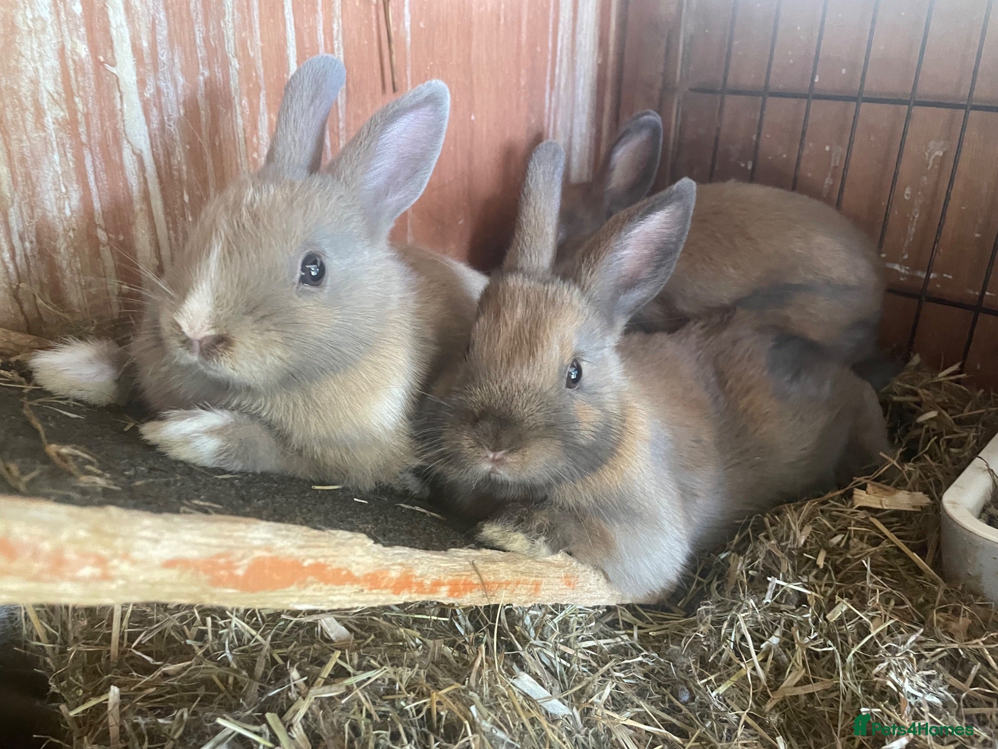 Netherland Dwarf rabbits Beautiful Netherlands dwarfs for sale!! - Advert 1
