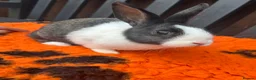 Dutch rabbits for sale: Beautiful Baby Female Dutch Rabbit 10 Weeks Old - Advert 4