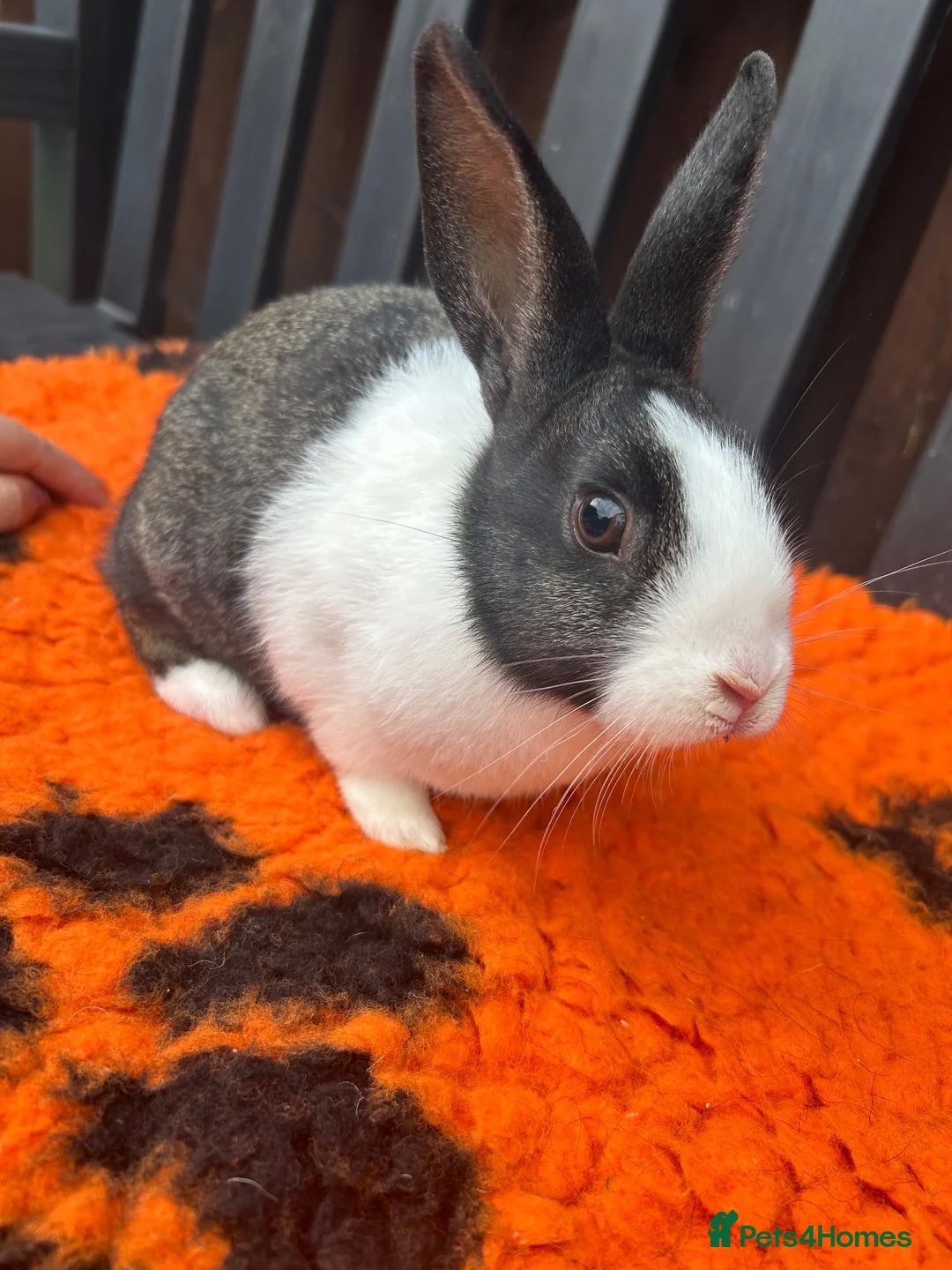 Dutch rabbits for sale: Beautiful Baby Female Dutch Rabbit 10 Weeks Old - Advert 4