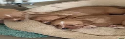 Borador dogs for sale: Fox red Borador puppies  - Advert 2