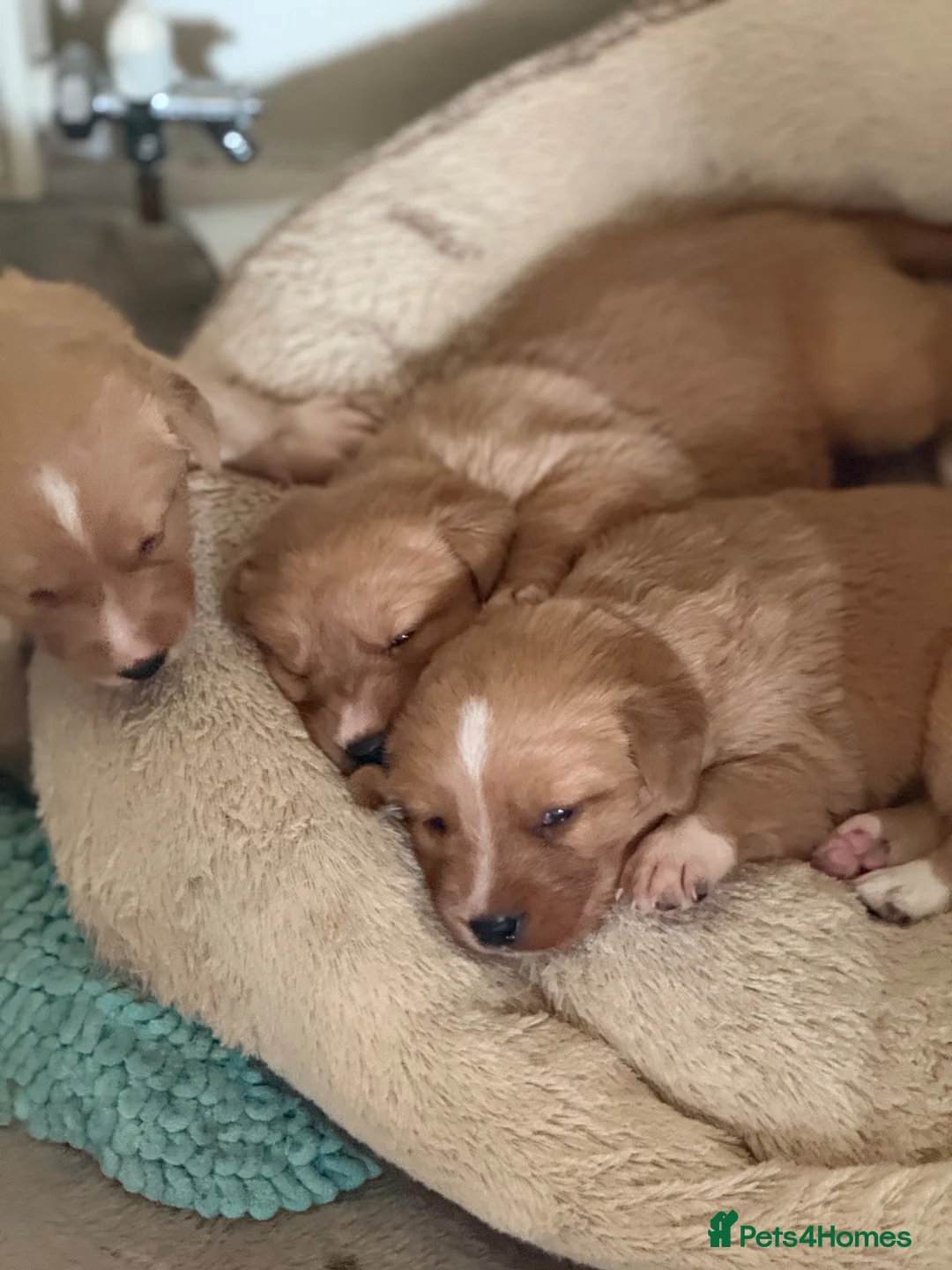 Borador dogs for sale: Fox red Borador puppies  - Advert 2