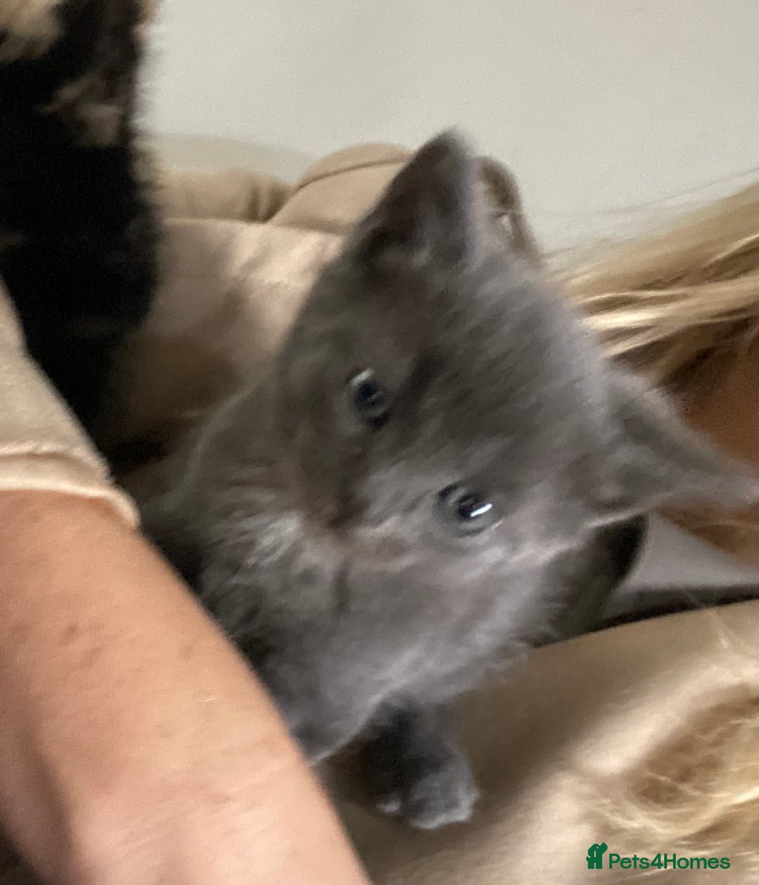Mixed Breed cats for sale: Beautifull playfull  kittens  - Image 6