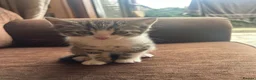 Mixed Breed cats for sale: 🐱💕 Lovely Mixed Kittens Looking for New Homes 💕 in Bradford - Advert 8