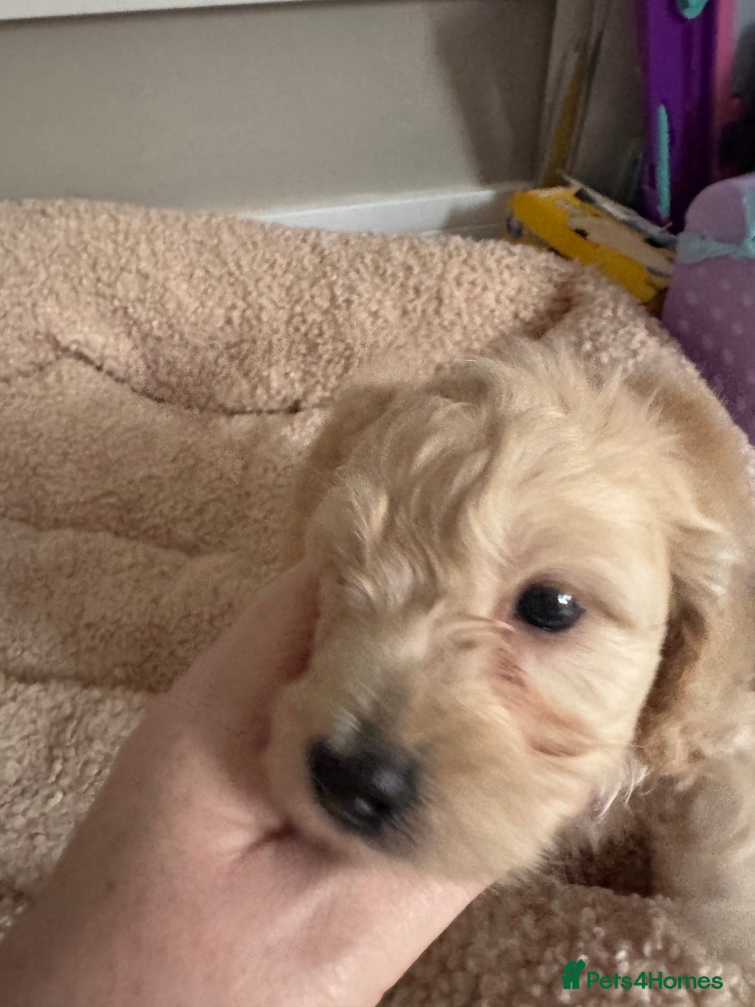 Cockapoo dogs for sale: stunning litter of cockapoo puppies  - Image 13