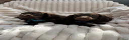 Miniature Dachshund dogs for sale: Fabulous Litter of Long haired dachshund puppies  - Advert 28