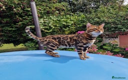 Bengal cats for stud: Bengal cat for stud, Fabio. in Peterborough - Image 5