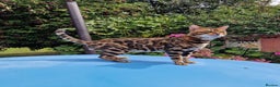 Bengal cats for stud: Bengal cat for stud, Fabio. in Peterborough - Advert 5
