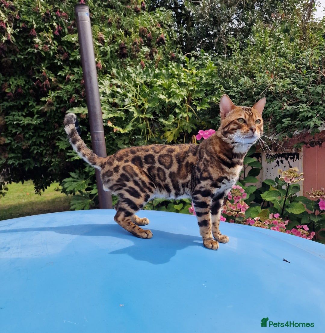 Bengal cats for stud: Bengal cat for stud, Fabio. in Peterborough - Image 5