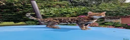 Bengal cats for stud: Bengal cat for stud, Fabio. in Peterborough - Advert 5