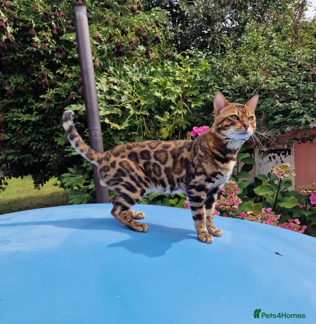 Bengal cats for stud: Bengal cat for stud, Fabio. in Peterborough - Advert 5