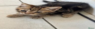 Domestic Shorthair 1