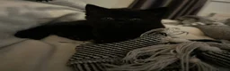 Russian Blue cats for sale: Mixed Russian blue black kitten 🩷 - Advert 6