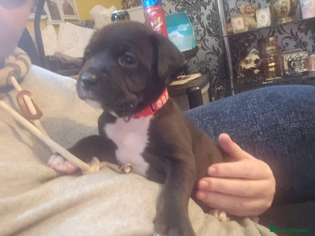 Staffordshire Bull Terrier dogs for sale: 1 female puppy in Milton Keynes - Advert 2