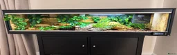 Python Snake reptiles for sale: Royal Python in Stafford - Advert 2