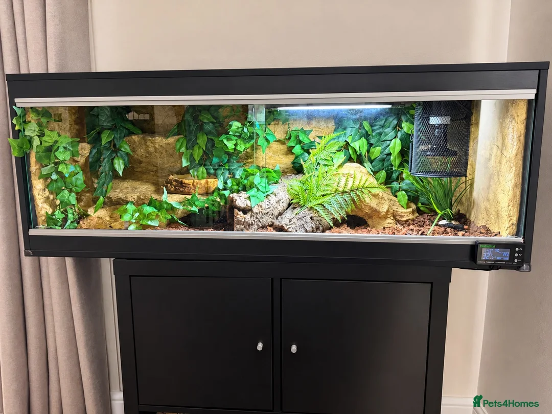 Python Snake reptiles for sale: Royal Python in Stafford - Advert 2