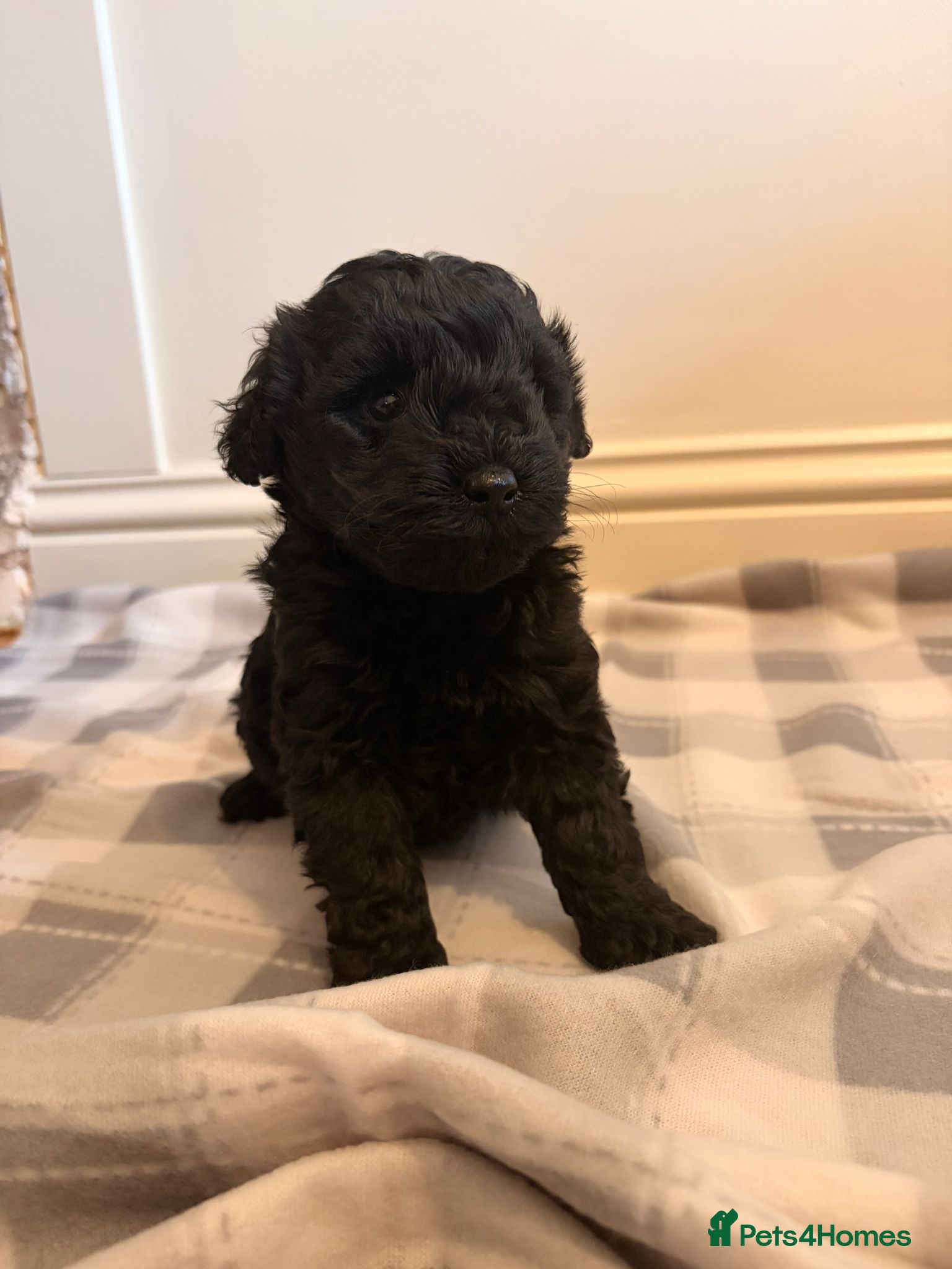 Cockapoo Puppy 2