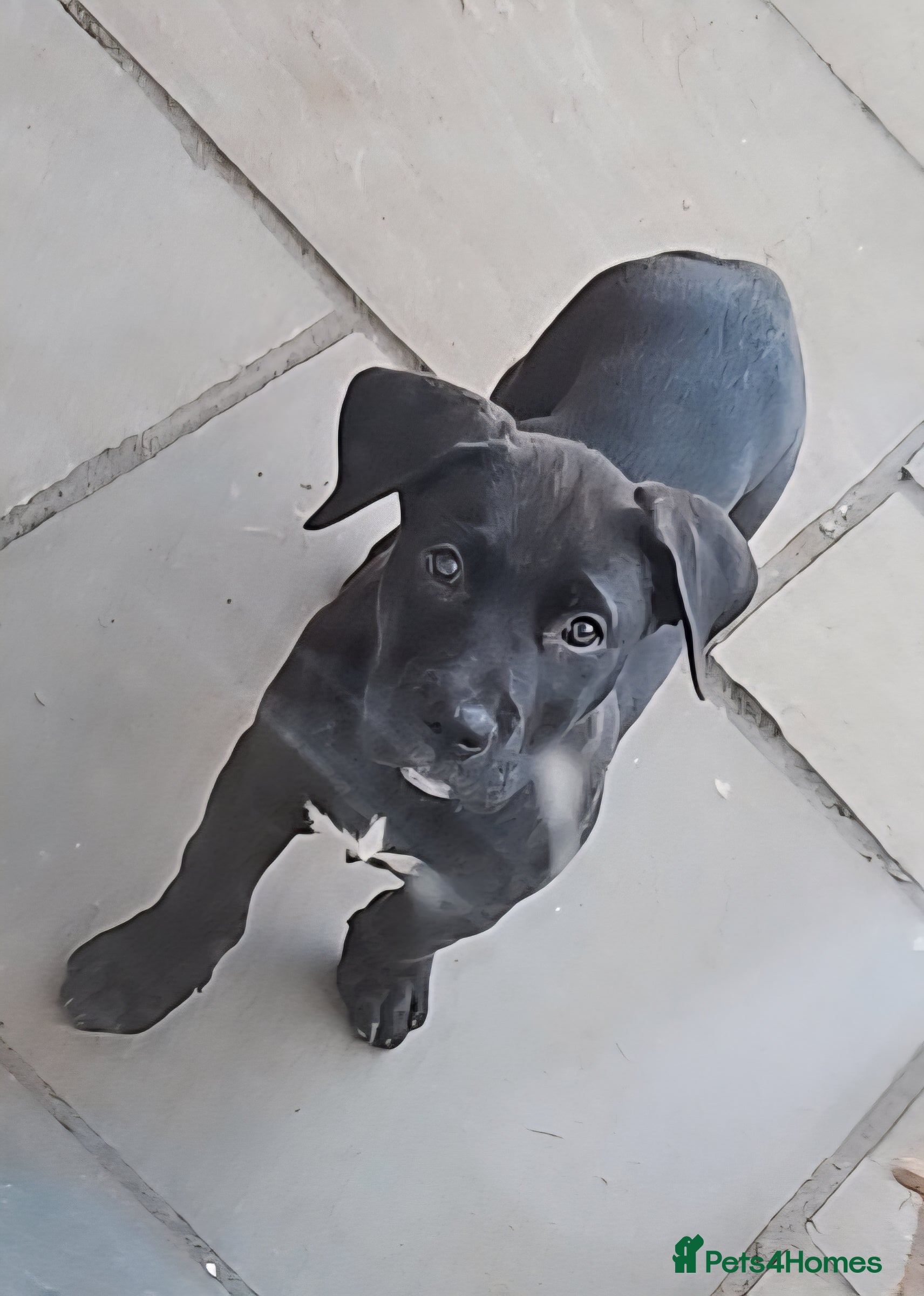 Mixed Breed dogs Last boy, 10 weeks, ready- Husky/CorsoXAkita/Staff - Advert 13