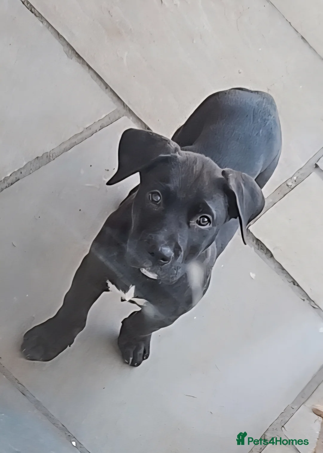 Mixed Breed dogs for sale: Last boy, 10 weeks, ready- Husky/CorsoXAkita/Staff - Advert 1