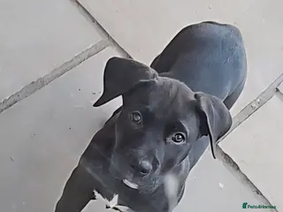 Mixed Breed dogs Last boy, 10 weeks, ready- Husky/CorsoXAkita/Staff - Advert 13