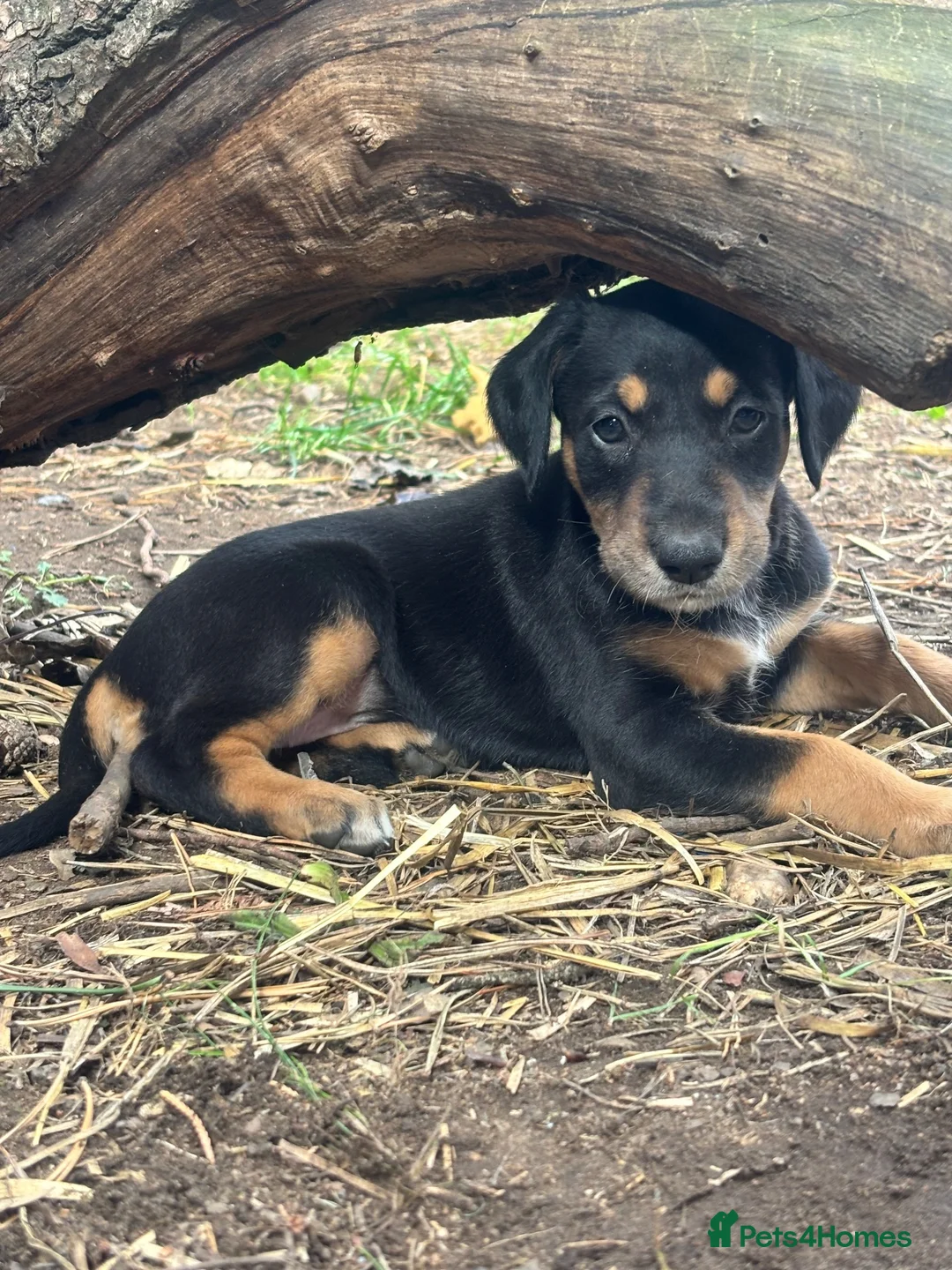 Mixed Breed dogs for sale: Doberman x lurcher puppies - Advert 1
