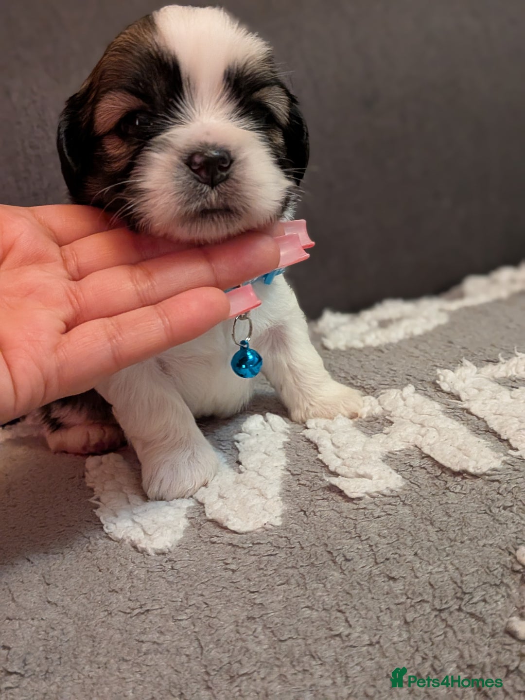 Lhasa Apso dogs for sale: 4 gorgeous Lhasa apso puppies  - Image 20