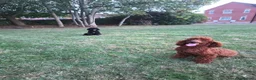 Toy Poodle dogs for sale: RED Toy poodles in Havant - Advert 11
