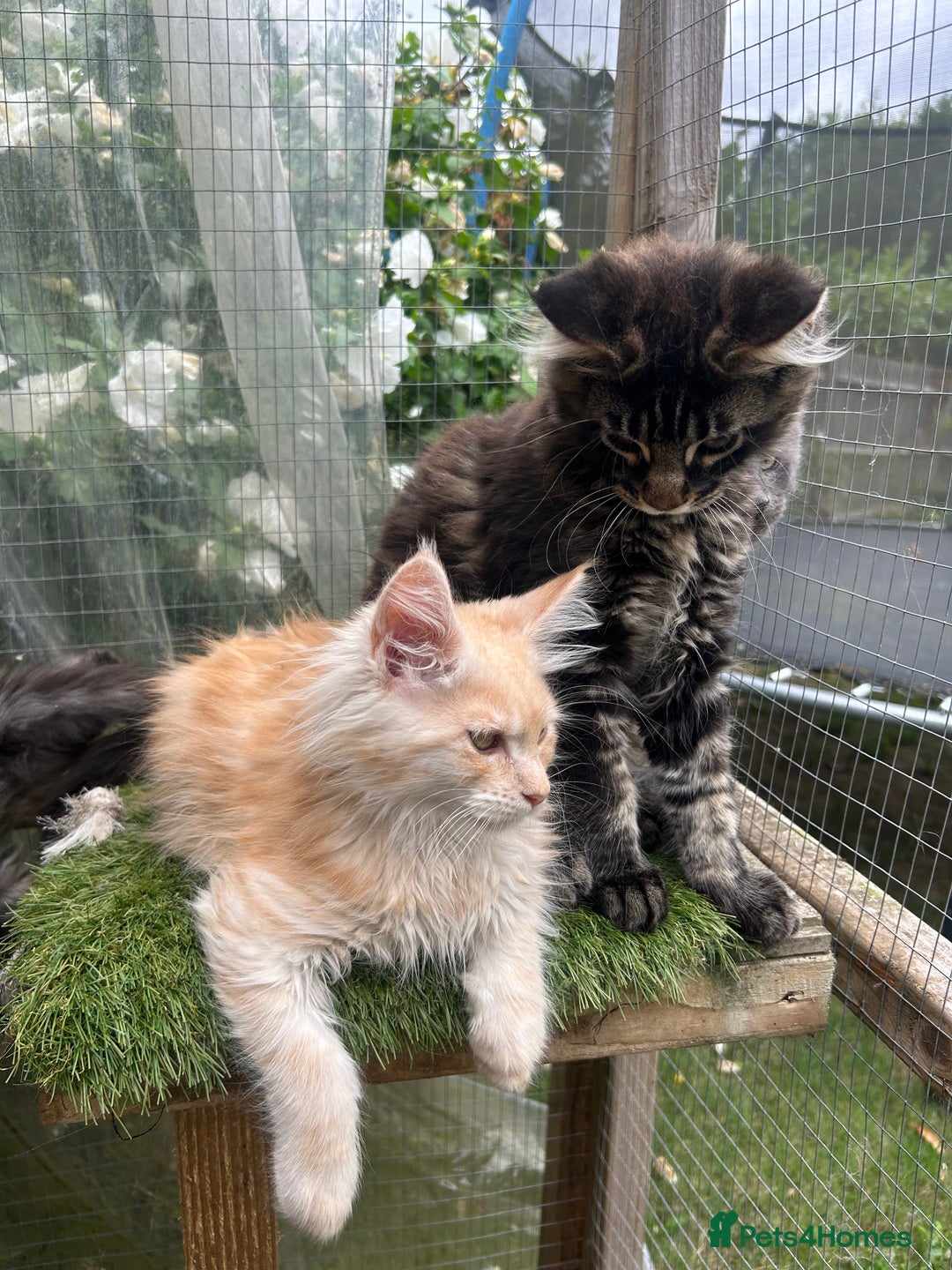 Maine Coon cats for sale: 🔥 TICA Maine coon kittens 🔥  READY NOW 💕💕 - Image 23