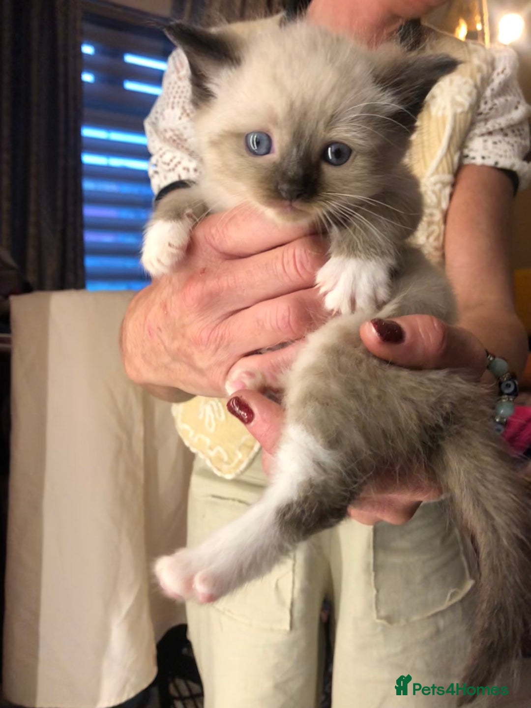 Ragdoll cats for sale: Ragdoll kittens  - Advert 31