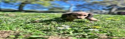 Miniature Dachshund dogs for sale: Miniature Dachshund Boy KC Registered in Hayling Island - Advert 5