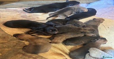 Mixed Breed dogs - Advert 8