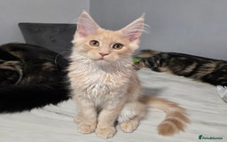 Maine Coon cats for sale: Ready now boys Mainecoon tica registered  - Image 12