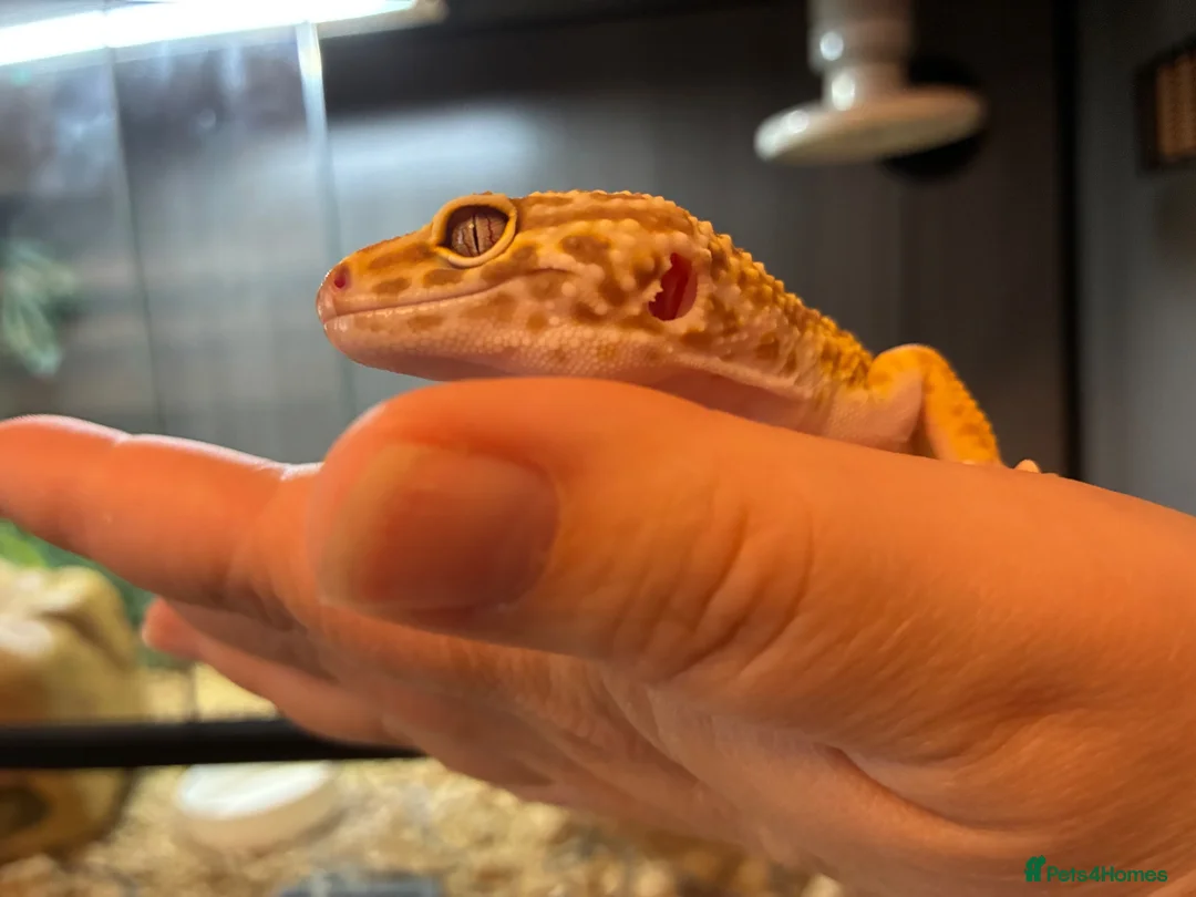 Leopard Gecko reptiles for sale: Leopard Gecko & Full set up in Larbert - Advert 1