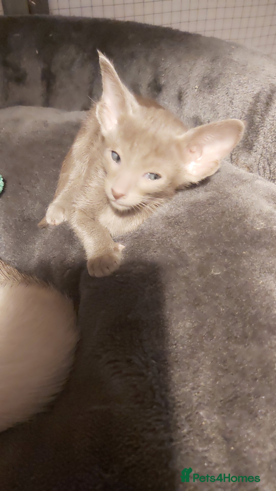 Oriental cats for sale: Full Pedigree Oriental 6 Kittens XL size ears GCCF - Advert 30