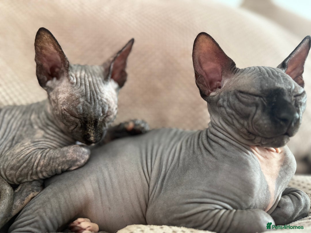 Sphynx cats for sale: Peppa and Gomez  - Advert 3