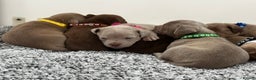 American Bully dogs for sale: ABKC POCKET/MICRO BULLY PUPPIES IMPORT BLOODLINES - Advert 3