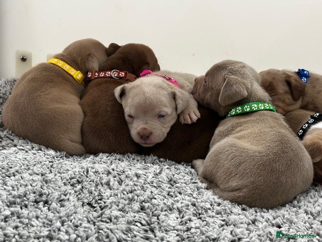 American Bully dogs for sale: ABKC POCKET/MICRO BULLY PUPPIES IMPORT BLOODLINES - Advert 3