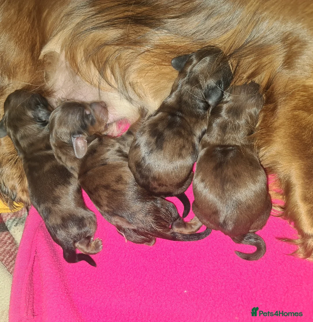 Miniature Dachshund dogs for sale: 6 beautiful long-haired dachshund pupps - Advert 7