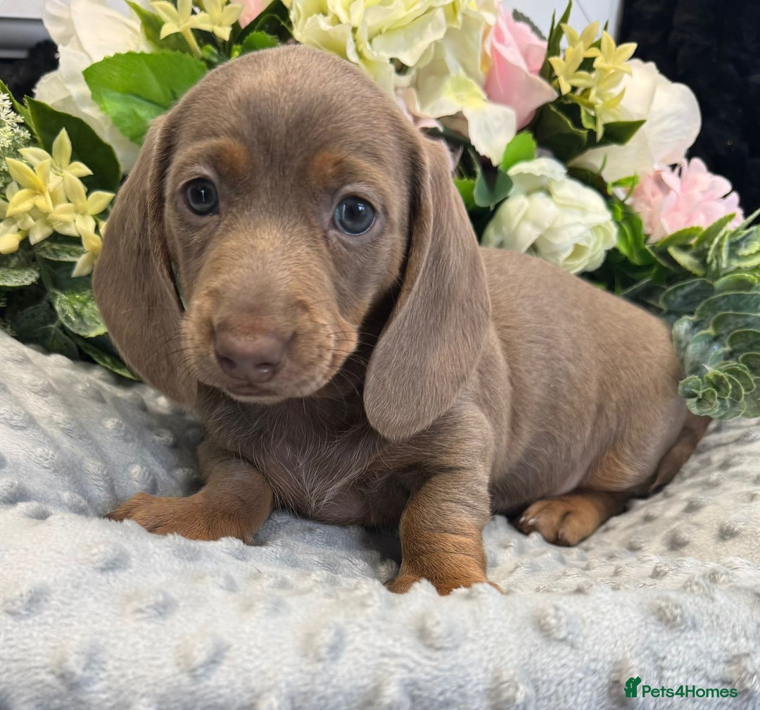 Miniature Dachshund dogs for sale: Adorable Miniature Dachshund Puppies for Sale. - Image 8