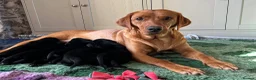 Labrador Retriever dogs for sale: KC Black Labrador puppy's  - Advert 2