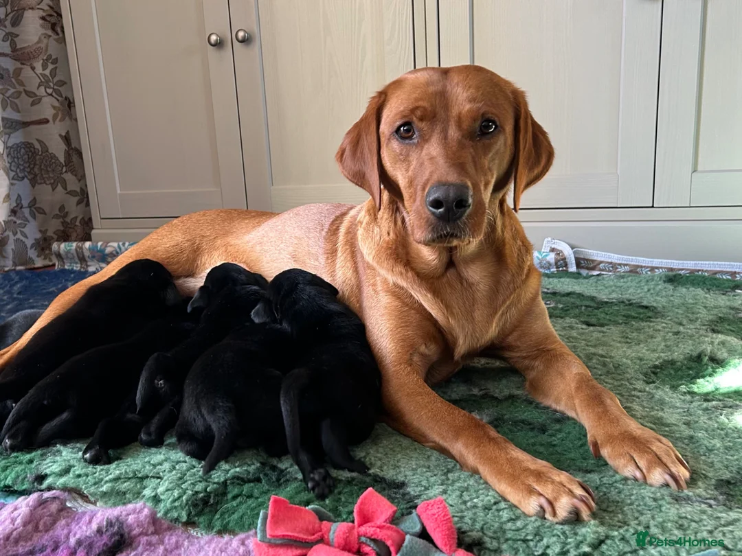 Labrador Retriever dogs for sale: KC Black Labrador puppy's  - Advert 2